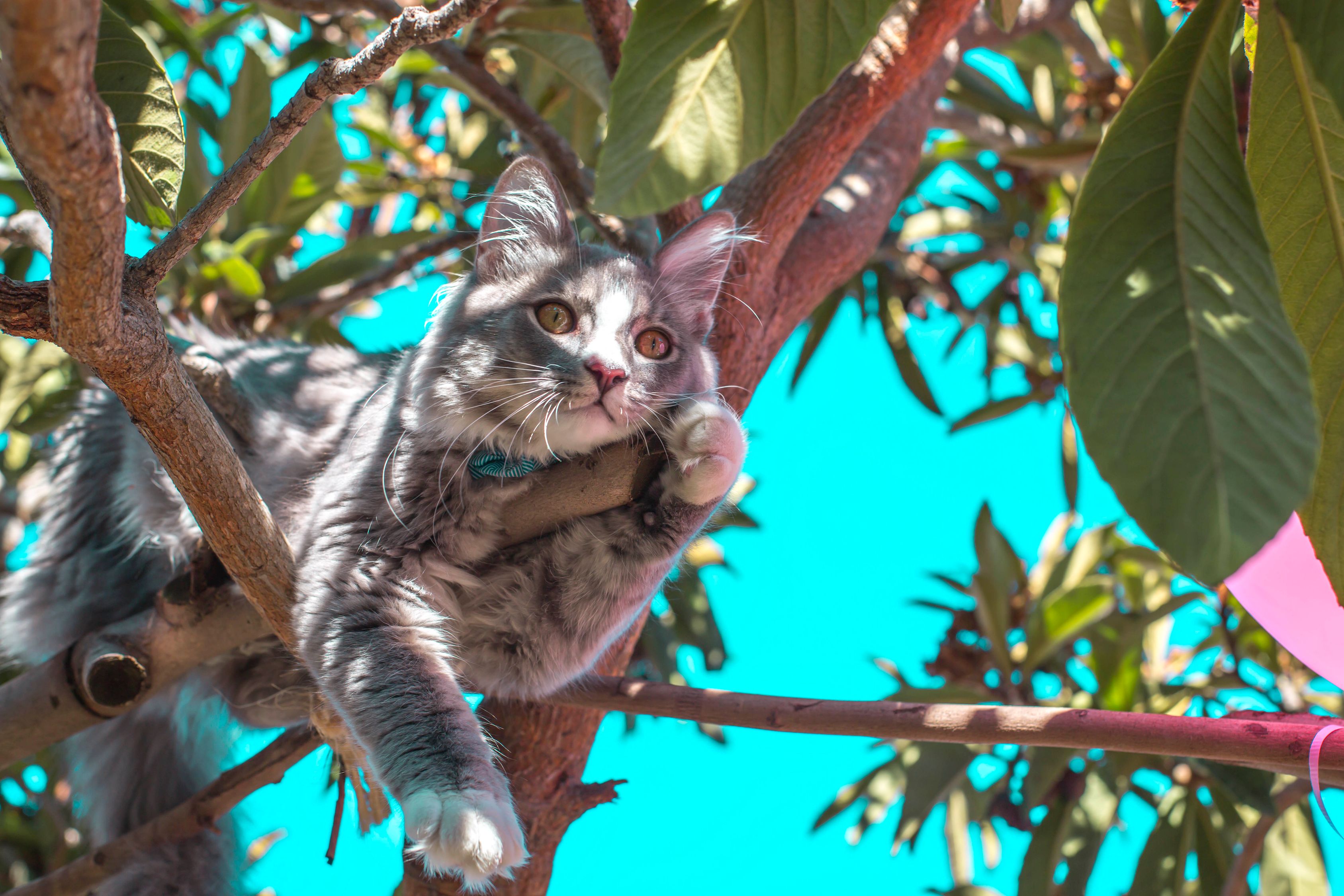 教程开挂辅助“猫和老鼠到底是不是挂”开挂(透视)辅助教程